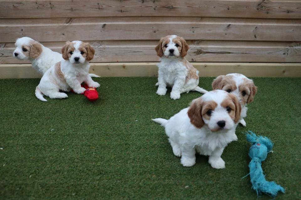 Foto Bellissimi cuccioli di cavachon