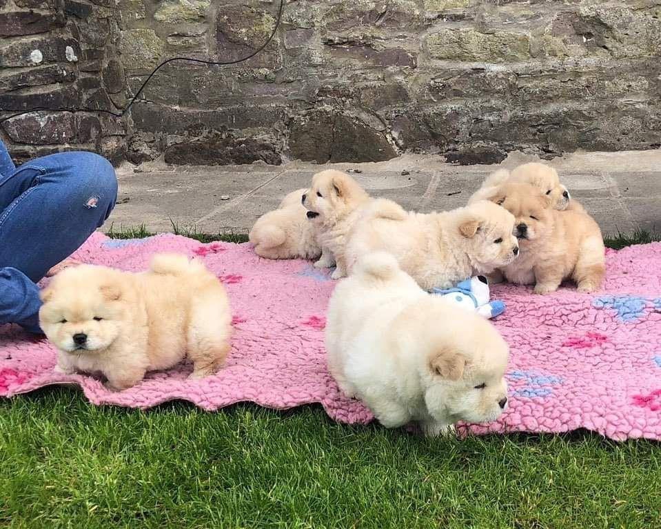 Foto Bellissimi cuccioli di Chow Chow,