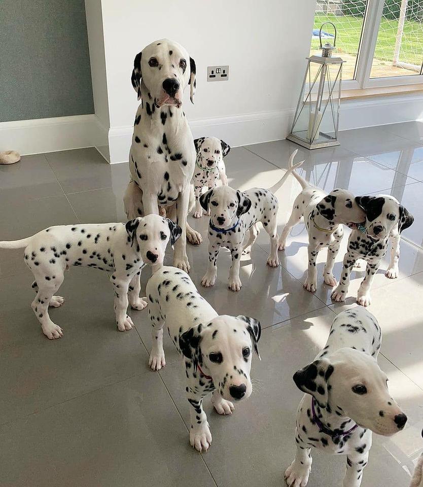 Foto Bellissimi cuccioli di dalmata,