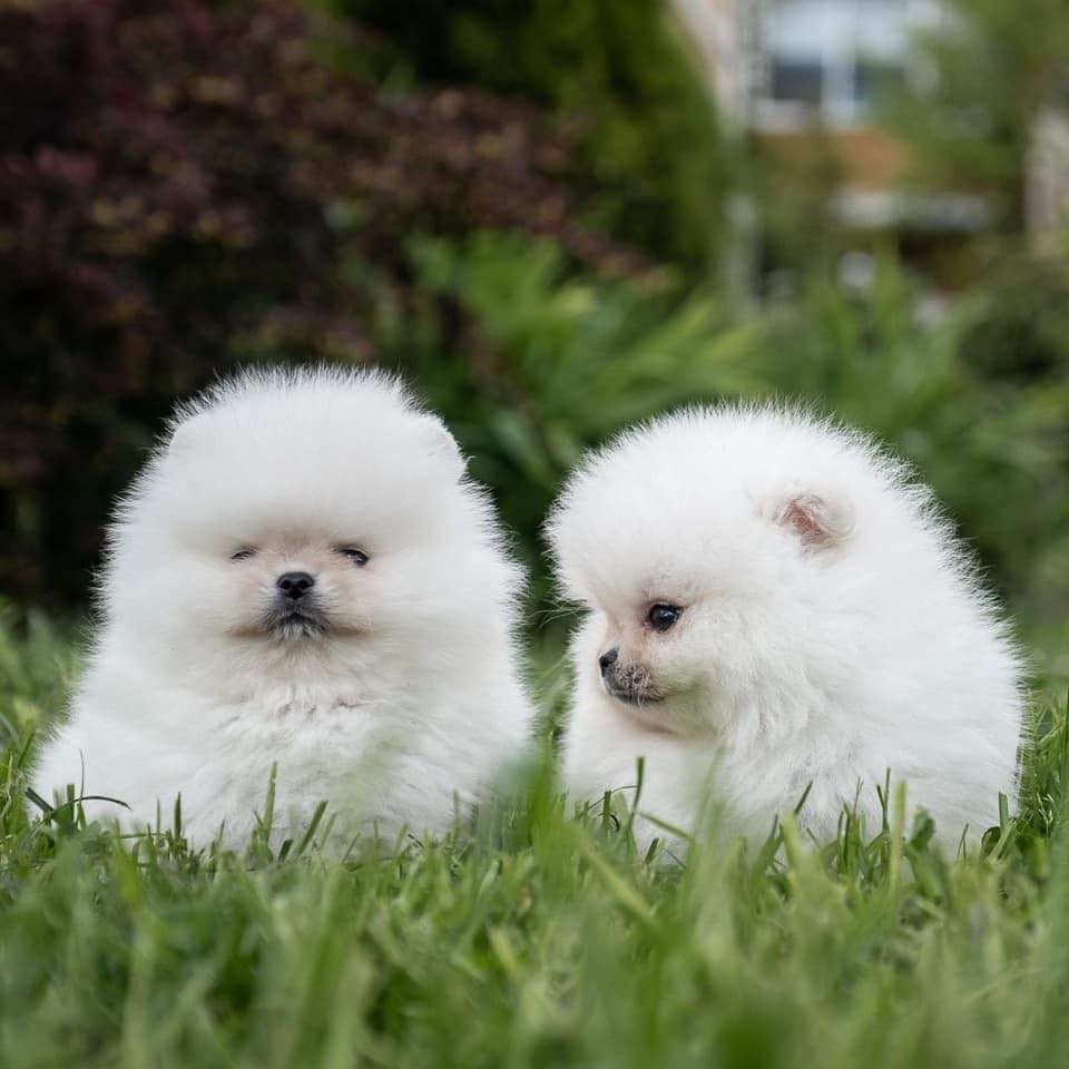 Foto Bellissimi cuccioli di pomerania