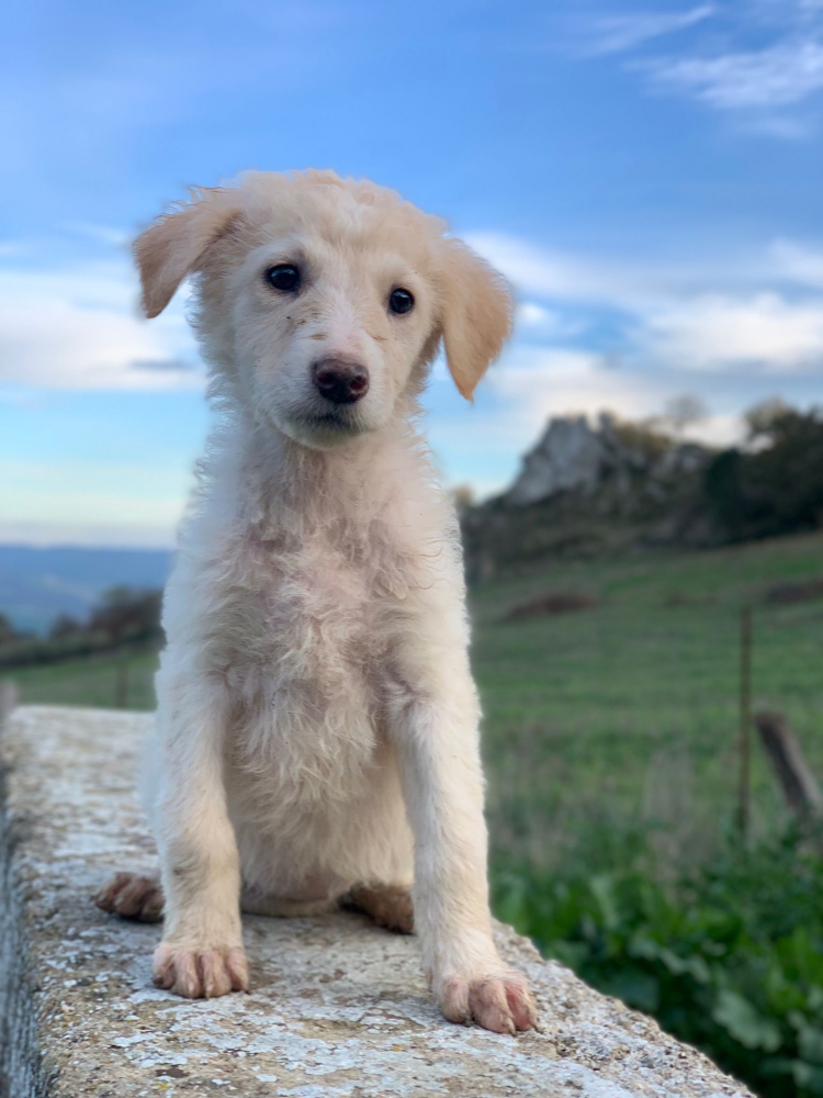 Foto Bellissimi cuccioli incrocio taglia media