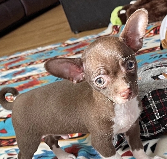 Foto Bellissimo cucciolo di Chihuahua
