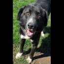 Foto BENNY DOLCE E RISERVATO CAGNOLINO IN ADOZIONE