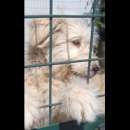 Foto BIANCA MIX BOBTAIL STUPENDA CAGNOLONA IN ADOZIONE Foto BIANCA MIX BOBTAIL STUPENDA CAGNOLONA IN ADOZIONE