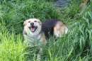 Foto BIANCHINA, la cagnolina che sorride sempre