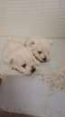Foto Bianchissimi cucciolotti West Highland vendesi