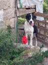 Foto bilba e luna cagnoline in regalo in tutta italia