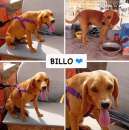 Foto BILLO, SIMIL BASSOTTO/SEGUGINO DI 14 KG,  CERCA URGENTE CASA!
