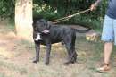 Foto Black bellissimo pitbull in regalo