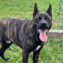 Foto BLACK SALVIAMOL DAL CANILE CANE IN ADOZIONE