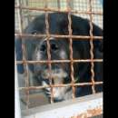 Foto BO, CAGNOLINA  IN ADOZIONE