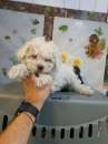 Foto Bolognese toy maschio