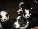 Foto Border collie cuccioli di alta genealogia