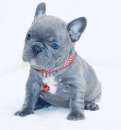Foto Bouledogue - Bulldog francese blu da 80 � al mese