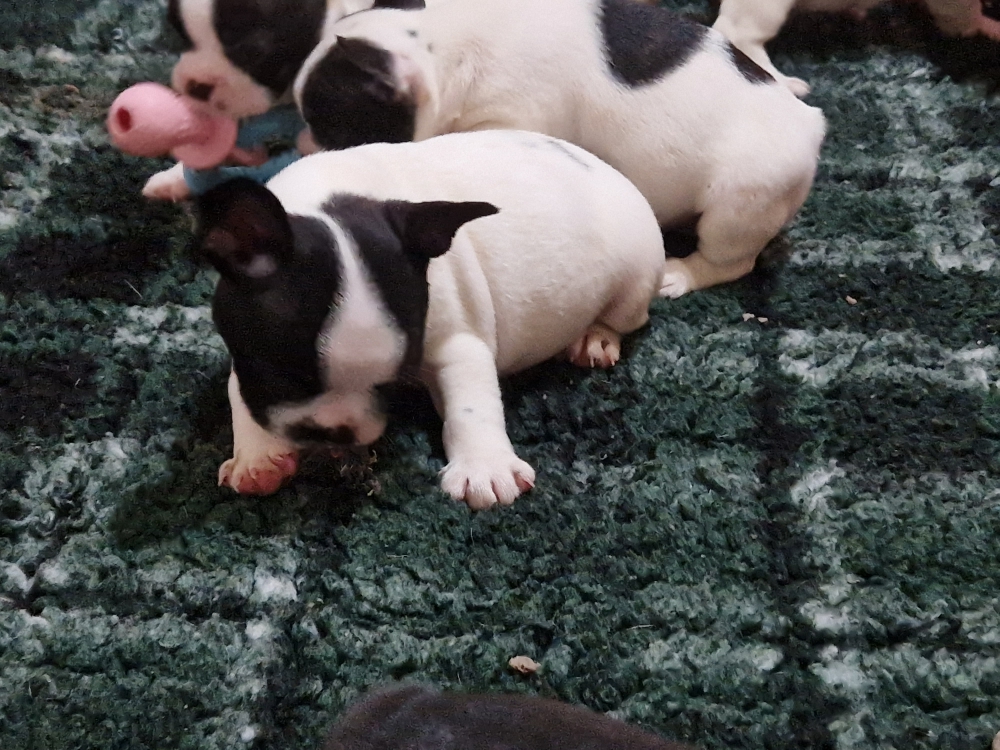 Foto Bouledogue francese 