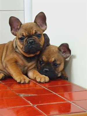 Foto Bouledogue Francese