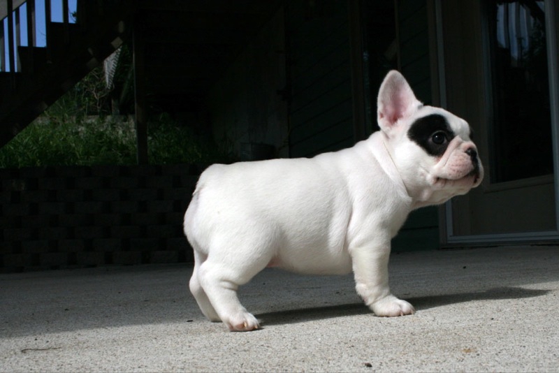 Foto Bouledogue Francese cuccioli disponibili 