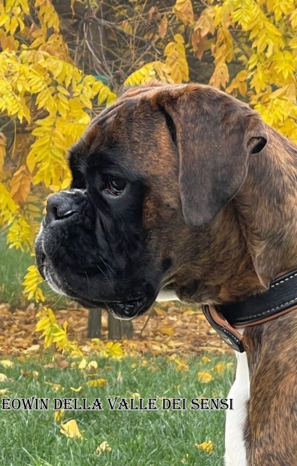 Foto BOXER CUCCIOLI E CUCCIOLONI VENDO A VENEZIA  MESTRE E PADOVA TEL 334 3010438 BOXER