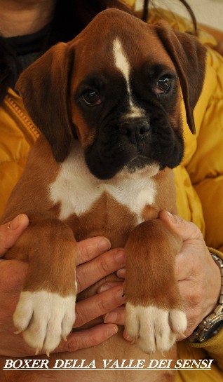 Foto BOXER CUCCIOLI  VENDITA A ROVIGO DUE CARRARE BOXER A ROVIGO- ALLEVAMENTI CANI BOXER 