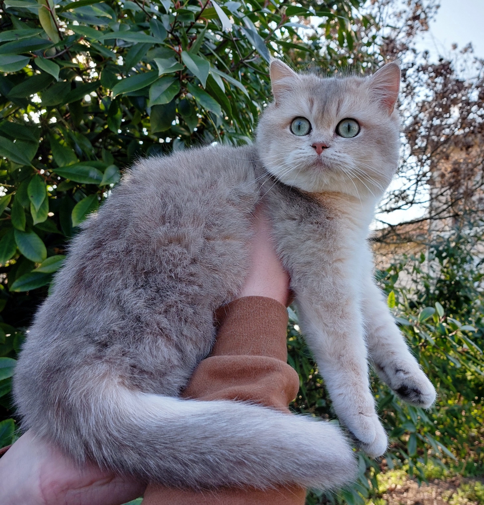 Foto British Shorthair adulta con pedigree