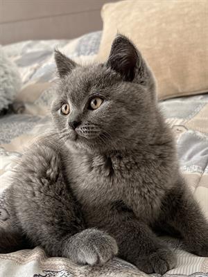 Foto British shorthair femmina