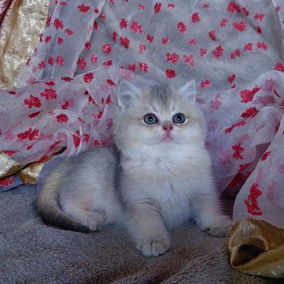 Foto British Shorthair pronti 