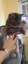 Foto British sorthair cucciolo