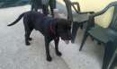 Foto BRUNO, splendido mix labrador