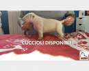 Foto Bull Terrier Cucciolata nov.''22-Allevamento Unborn