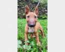 Foto Bull terrier miniature inglese