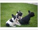 Foto Bulldog  - Bouledogue Francese bianco e nero