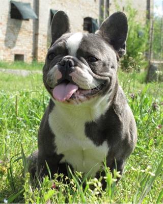 Foto Bulldog francese