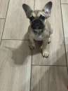 Foto Bulldog Francese