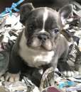Foto Bulldog francese bouledogue blue