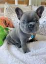 Foto Bulldog francese - bouledogue  pagamento rateizzabile