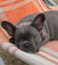 Foto Bulldog francese cuccioli blu da 80 euro al mese