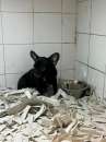 Foto Bulldog francese nero