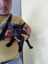 Foto Bulldog francese nero maschio italiano con microchip
