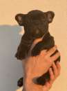 Foto Bulldog Francese Pedigree Enci- Super Cucciolata Enci