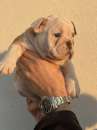 Foto Bulldog Inglese Pedigree Enci- Super Cucciolata Enci