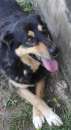 Foto CAGNOLINA IN ADOZIONE: BRICIOLA; TAGLIA MEDIO CONTENUTA Foto CAGNOLINA IN ADOZIONE: BRICIOLA; TAGLIA MEDIO CONTENUTA