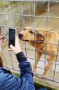 Foto CAGNOLINA IN ADOZIONE: SIMPATIA