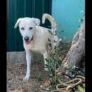 Foto CAGNOLINO CERCA CASA:  HOTSPOT GIOIOSO E SOCIEVOLE