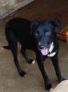 Foto CAGNOLINO IN ADOZIONE: RAOUL, tenerissimo,mix labrador, taglia medio contenuta.