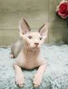 Foto Canadian sphynx maschio