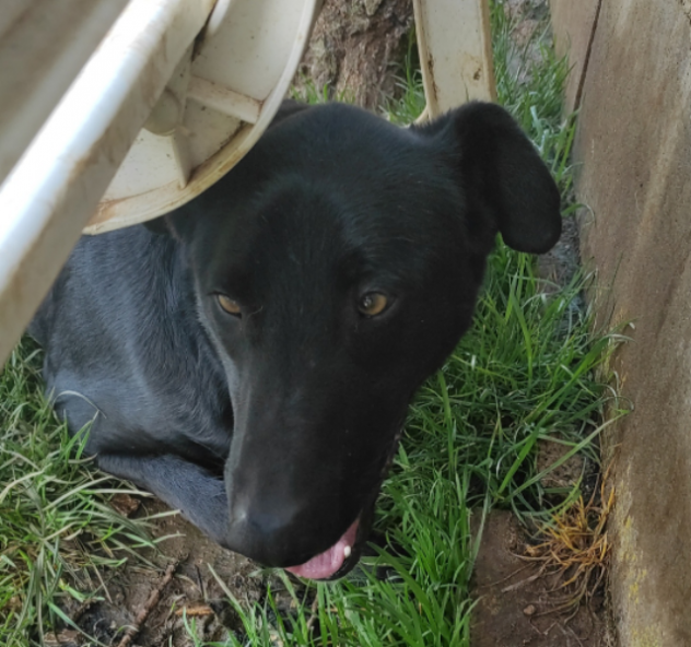 Foto CANE DA ADOTTARE Foto CANE DA ADOTTARE