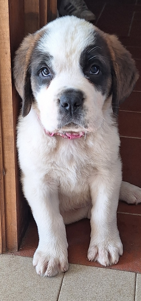 Foto Cane di San Bernardo 