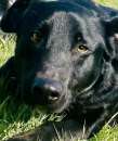 Foto CANE IN ADOZIONE: AARON