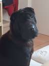 Foto CANE IN ADOZIONE: AGOR, splendido SHAR PEI