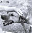 Foto Cane in adozione - Alex taglia piccola